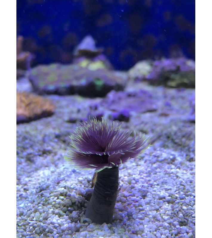 Sabellastarte Indica