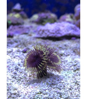 Sabellastarte Indica SP.