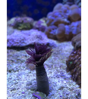 Sabellastarte Indica SP.