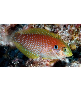Macropharyngodon kuiteri