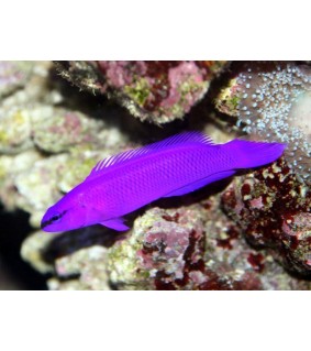 pseudochromis fridmani