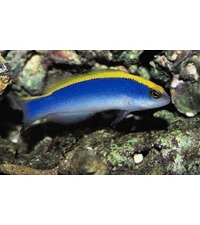 Pseudochromis flavivertex