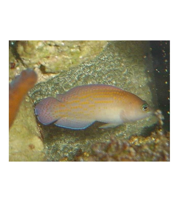 Pseudochromis Sp.