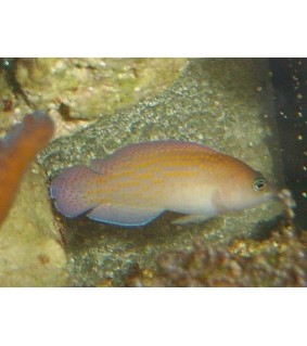 Pseudochromis Sp.