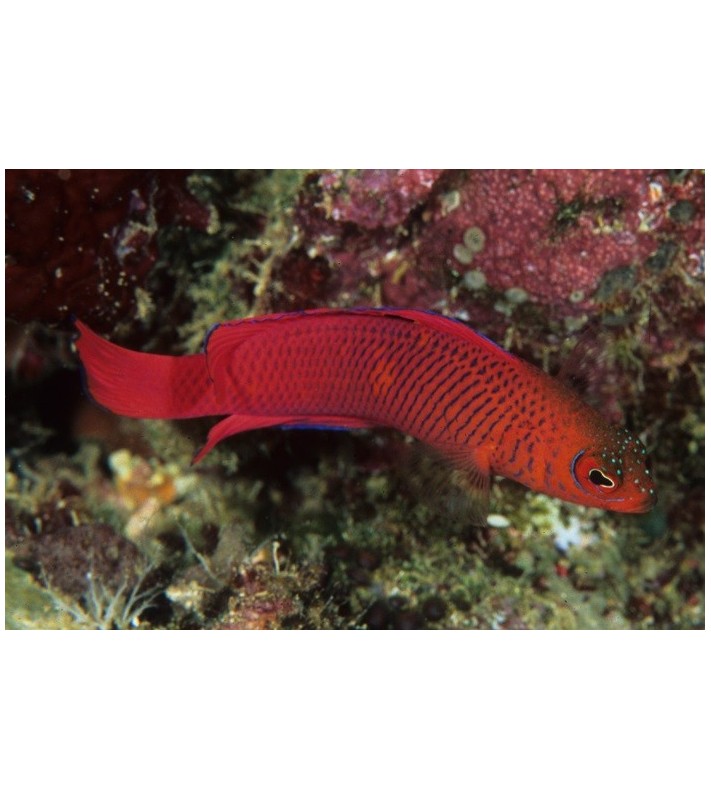 Pseudochromis Mc Cullochi