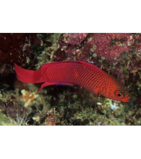 Pseudochromis Mc Cullochi