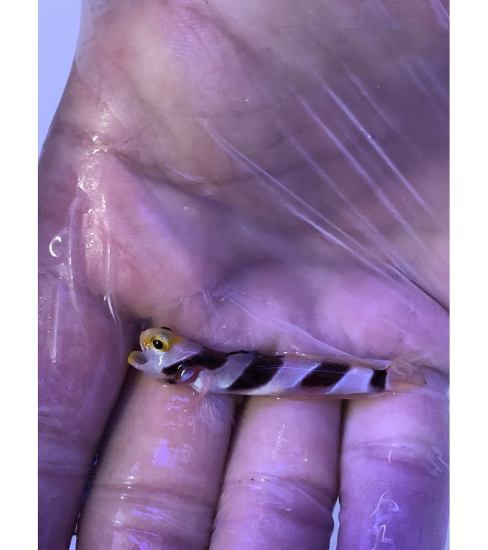 Stonogobiops nematodes