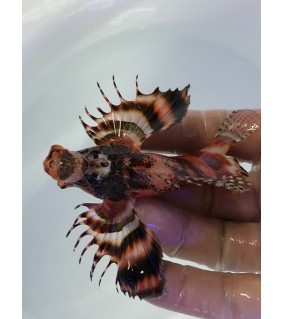 Dendrochirus Biocellatus