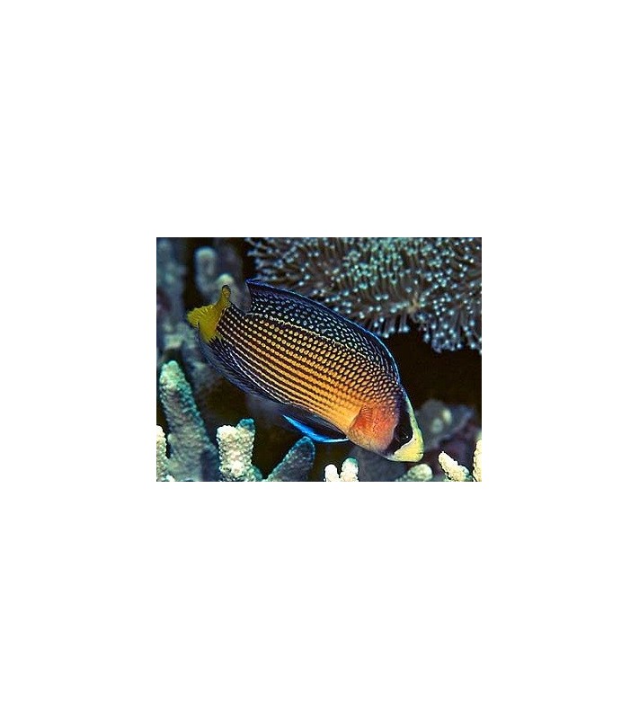 Manonichthys splendens