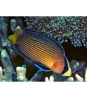 Manonichthys splendens