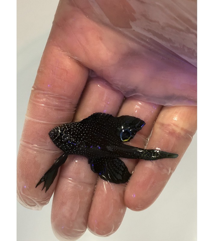 Calloplesiops altivelis