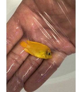 Acanthurus Olivaceus