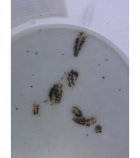 Ptereleotris heteroptera