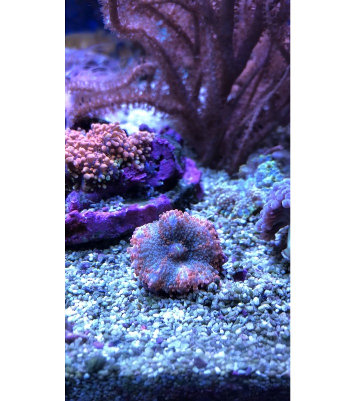 Ricordea yuma Green/Violet