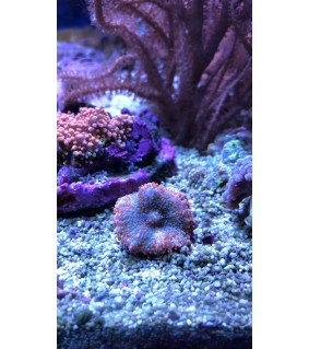 Ricordea yuma Green/Violet