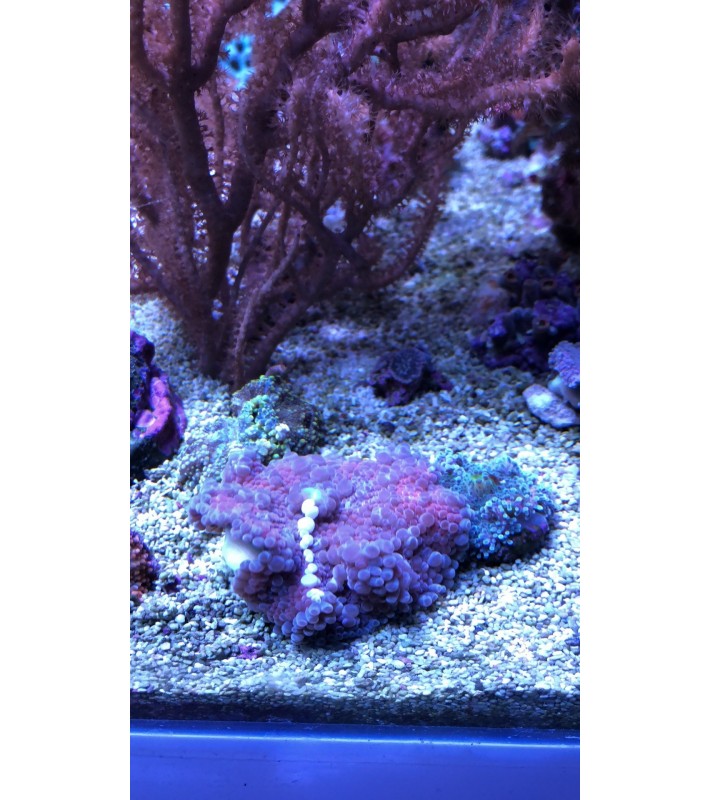 Ricordea yuma Green/Violet