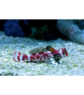 Synchiropus marmoratus
