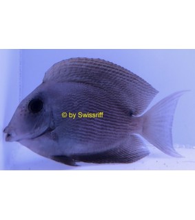 Ctenochaetus cf striatus