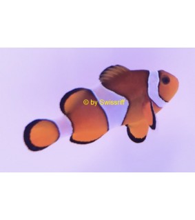 Amphiprion Ocellaris