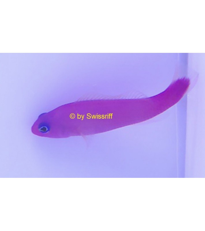 Pictichromis porphyrea