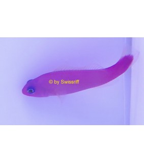 Pictichromis porphyrea