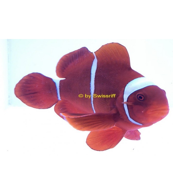 Premnas Biaculeatus Goldstripe