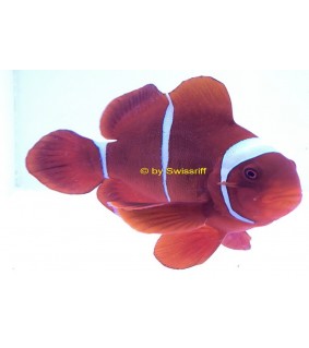 Premnas Biaculeatus Goldstripe