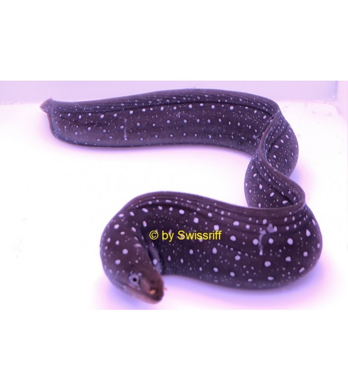Muraena lentiginosa