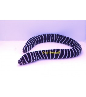 Gymnomuraena Zebra