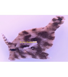Acreichthys tomentosus