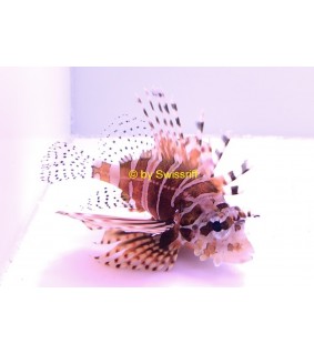 Dendrochirus zebra