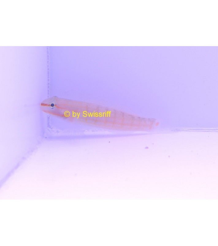 Amblygobius decussatus