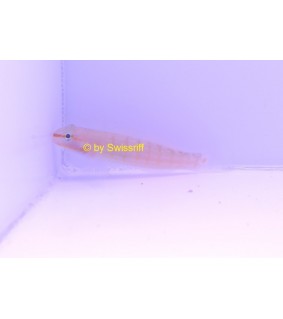 Amblygobius decussatus