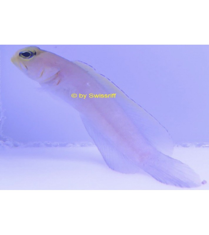 Opistognathus aurifrons