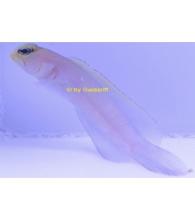 Opistognathus aurifrons