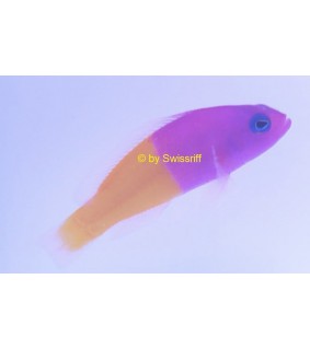 Pictichromis paccagnellae