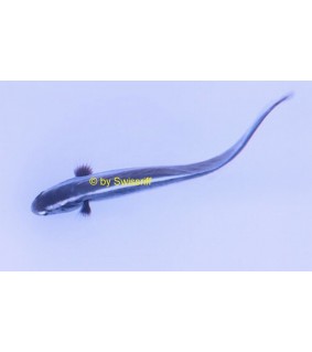 Pholidichthys leucotaenia