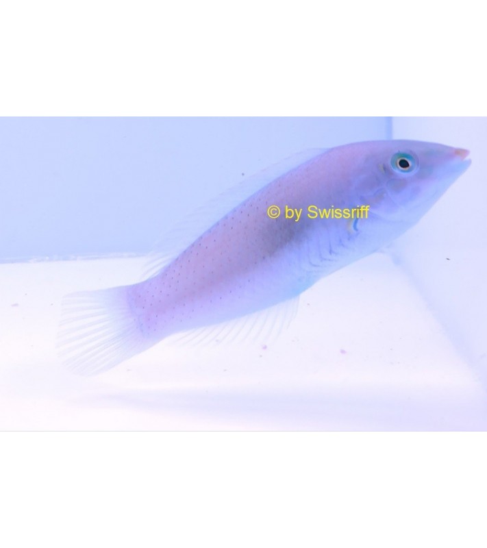 Halichoeres chloropterus