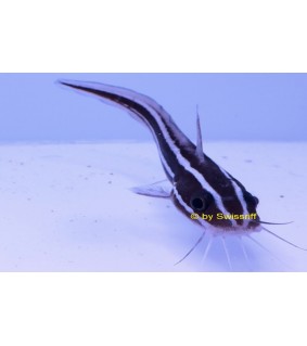 Plotosus lineatus