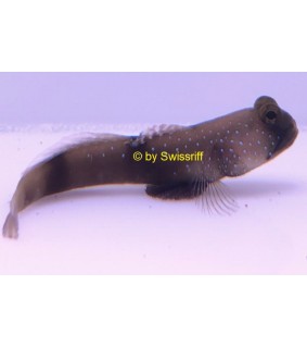 Cryptocentrus cinctus