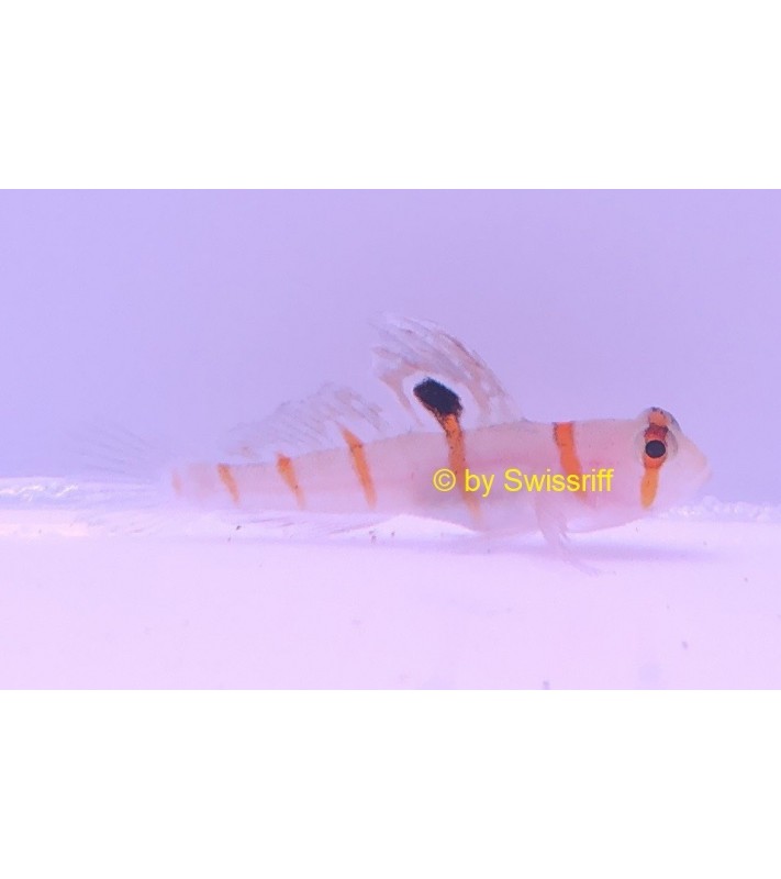 Amblyeleotris randalli