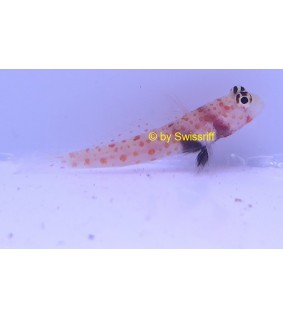 Amblyeleotris Guttata