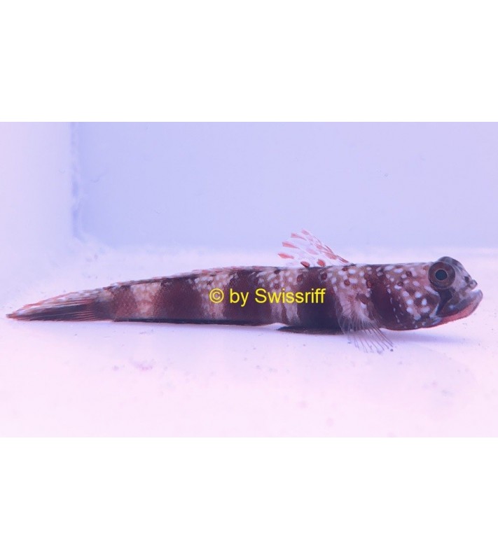 Amblyeleotris latifasciata