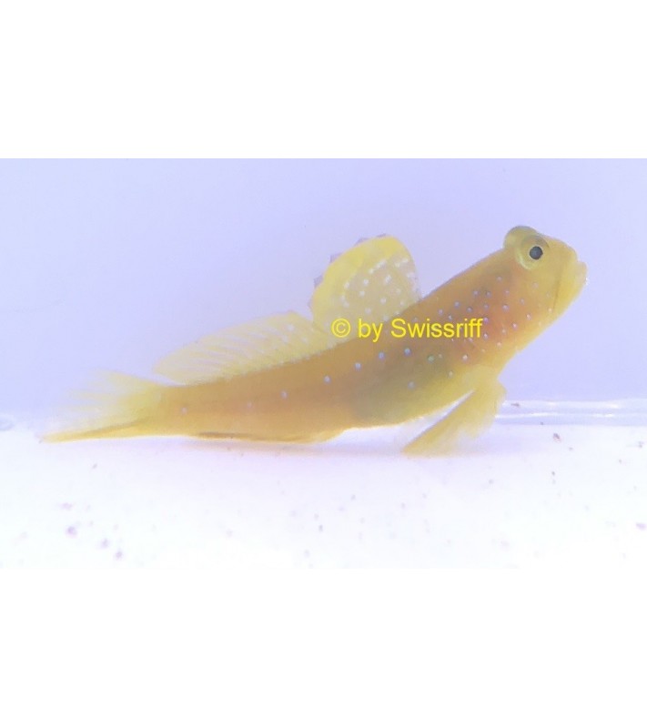 Cryptocentrus cinctus