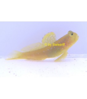 Cryptocentrus cinctus