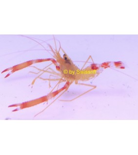 Stenopus Cyanoscelis