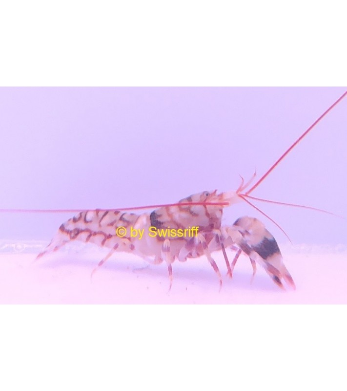 Alpheus bellulus