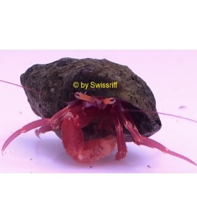 Calcinus sp. red