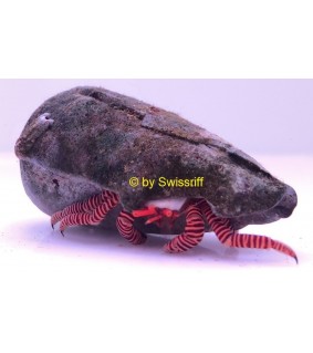 Ciliopagurus strigatus