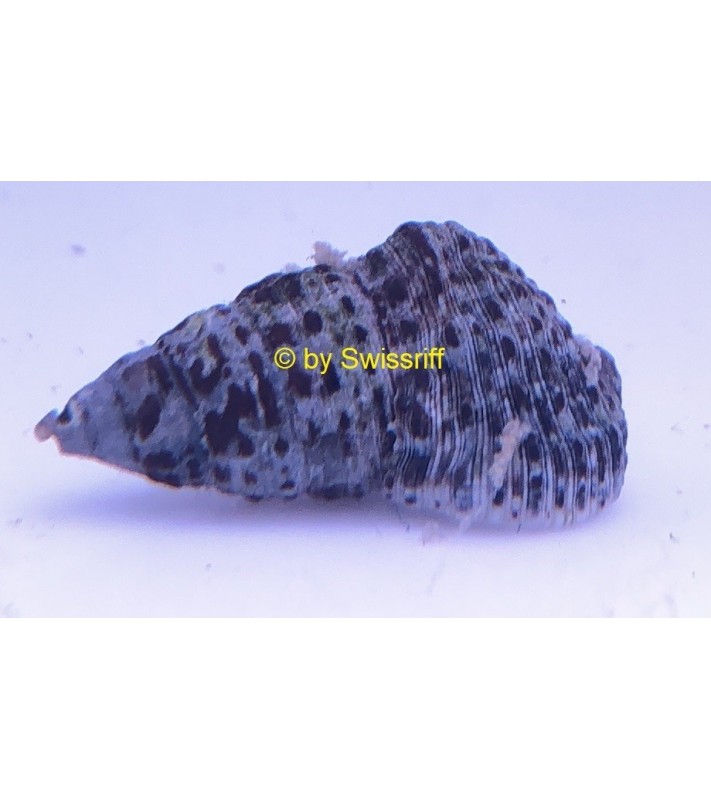 Cerithium litteratum